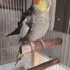 ذكر كرون اليف منتج