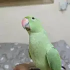 ببغاء درة للبيع