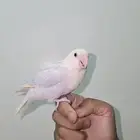 للبيع روز نهايه غر