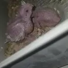 فروخ كروان ( تم البيع )