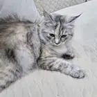 قطة للتبني شيرازي مطعم سكوتش.