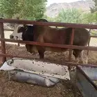 ثور للبيع