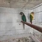 جوز كنيور منتج