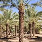 متوفرجميع انواع أنخيل للبيع