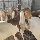 تيوس وجفرات