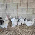 دجاج فرنسي بيور فواخر