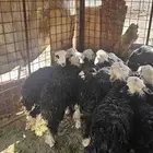 خرفان للبيع العدد12