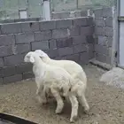 7 طليان شحم ولحم
