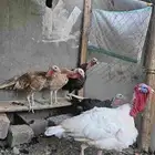 رومي