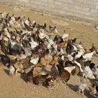 دجاج وديوك للبيع