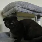 قطط سكوتش