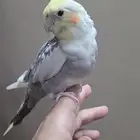 كروان ذكر اليف