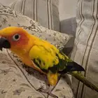 صن كنيور اليف