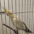 طيور كروان (كوكتيل) للبيع