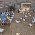 دجاج بلدي