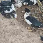 بط سوداني العمر شهرين العدد 26
