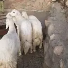 4 خرفان جبره