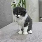 قطط صغار للتبني