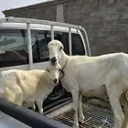 نعجه تحتها رخل