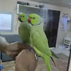 ذكر درة اليف للبيع