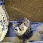 قطه وبنتها لتبني