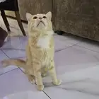 قطط   تبني