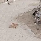 كلاب جعار للتبني