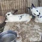 زوج ارانب منتجه