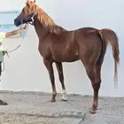 حصان واهو بالدمام