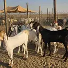 جفار صنف
