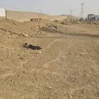 احتاج دفان لهذا الموقع