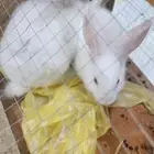 ارنب او أرانب عدد 2 ذكر وانثى مناسبه للأطفال وهادئه