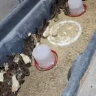 صيصان دجاج بلدي للبيع العدد 240