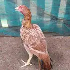 دجاجه ميوالي بيور