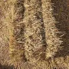 تبن قمح شد شركه كلاس