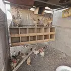 دجاج بلدي للبيع