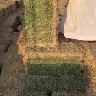 برسيم صافي مخزن