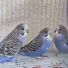 بادجي هولندي لون وحجم عدد 3