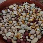 خليط حبوب المنقوع المتكامل للطيور