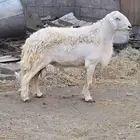 فحل حري صنف فاخر