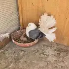 حمام رقاص هولندي مكتف بفرخه