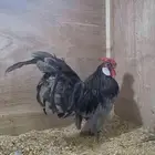 دجاج روز كامب مميز
