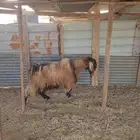 تيس شامي فحل شرط قريع