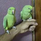 جوز درة اليف للبيع