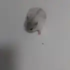 همستر ونتر وايت انثى منجبه