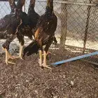 ديك شامو ياباني اوسكا