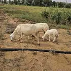 ضان حريه منتجه
