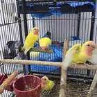 للبيع فروخ روز بداية فطام وهدد