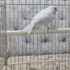 انثى كناري