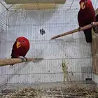 جوز رد لوري